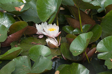 White water lilies, a Nature Photo by Alexander62