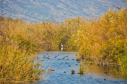 The waterfowl winters at Lake Hula, a Nature Photo by kavram