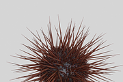 Sea urchin V1, an Environmental 3D Model by AndrewWhite (Thumbnail 6 of 6)