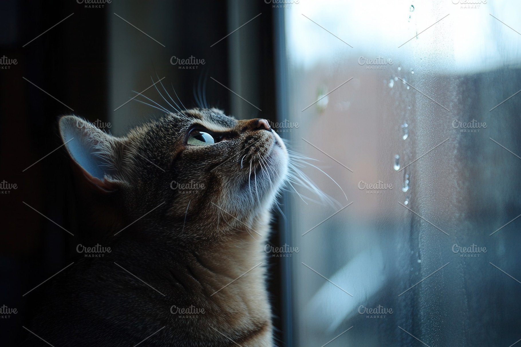 A curious cat gazes up at the sky, a Photo by Pavel_design