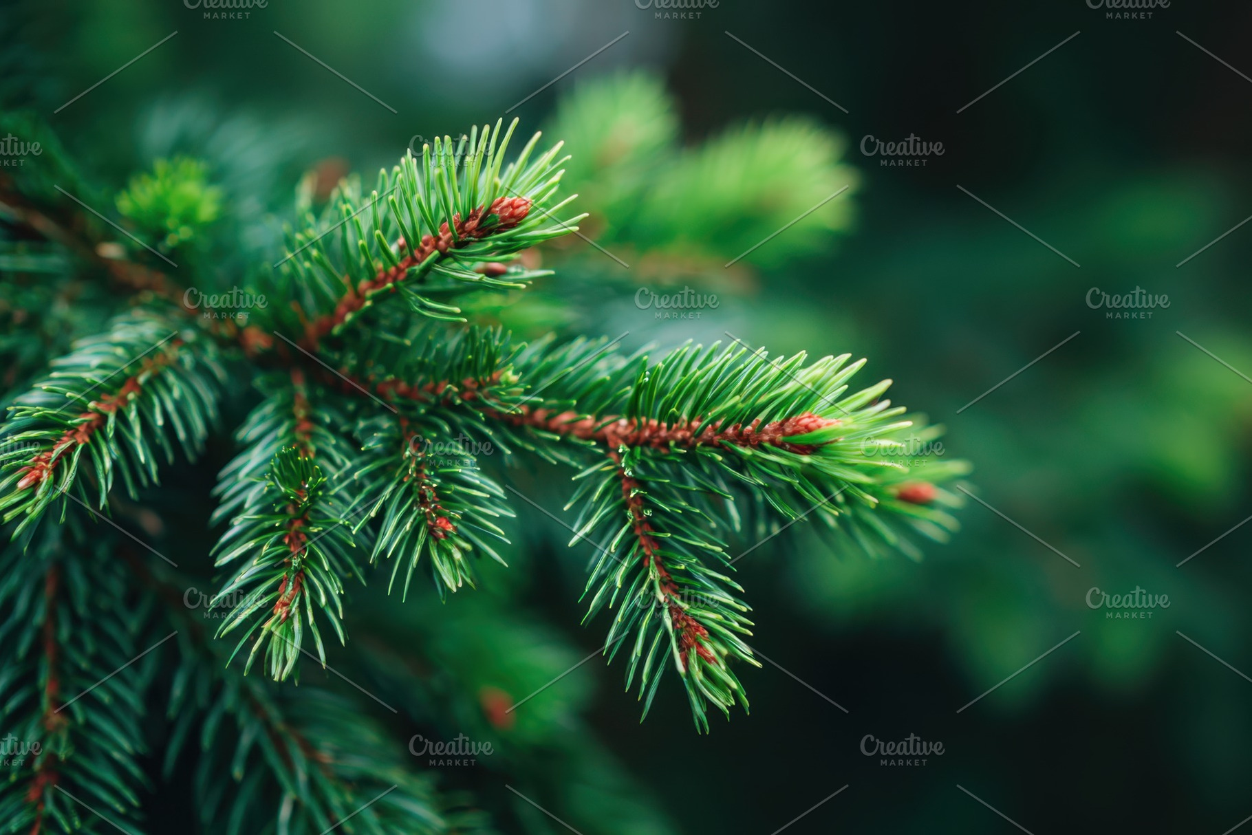 Close-up of evergreen tree branches, a Nature Photo by AlyaAnd