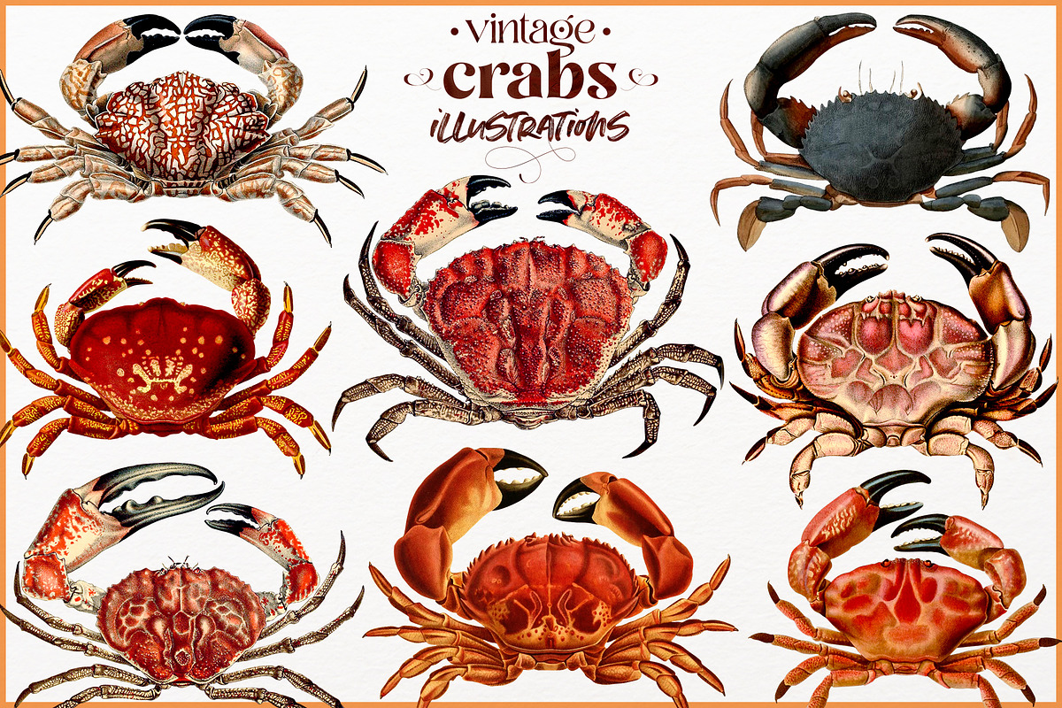 Vintage Crab illustrations, an Animal Illustration by Natalka Dmitrova art (Photo 1 of 12)