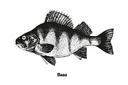 Fish collection, part 2, a Food Illustration by ZotovShop (Thumbnail 5 of 11)