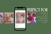 60 Aesthetic Seashells Stock Photos, a Nature Photo by Incomelion (Thumbnail 2 of 14)