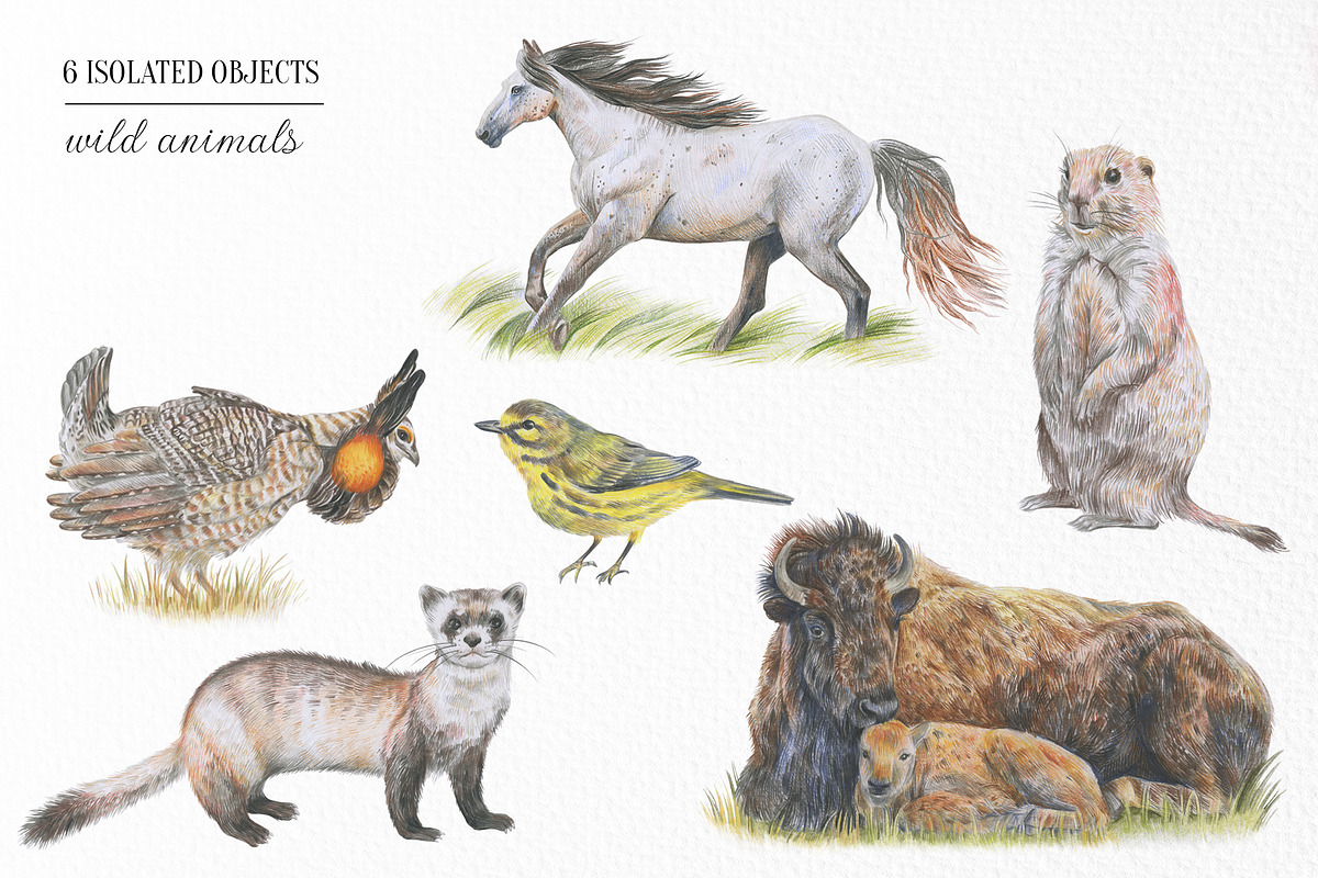 Prairie aesthetics. 52 items, an Animal Illustration by Art by Lady Natali (Photo 2 of 13)