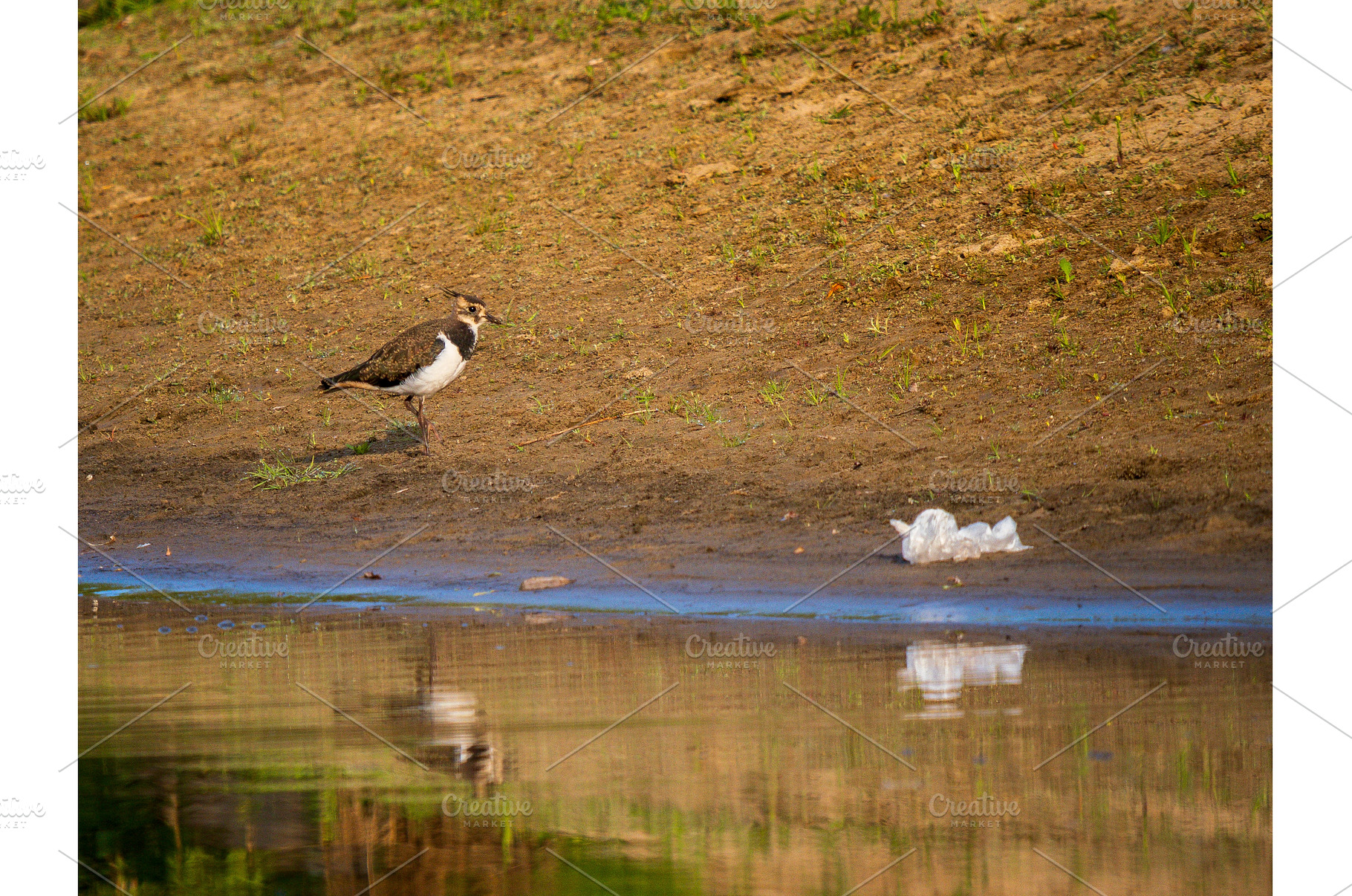 Northern Lapwing bird near plastic, an Animal Photo by Fascinadora