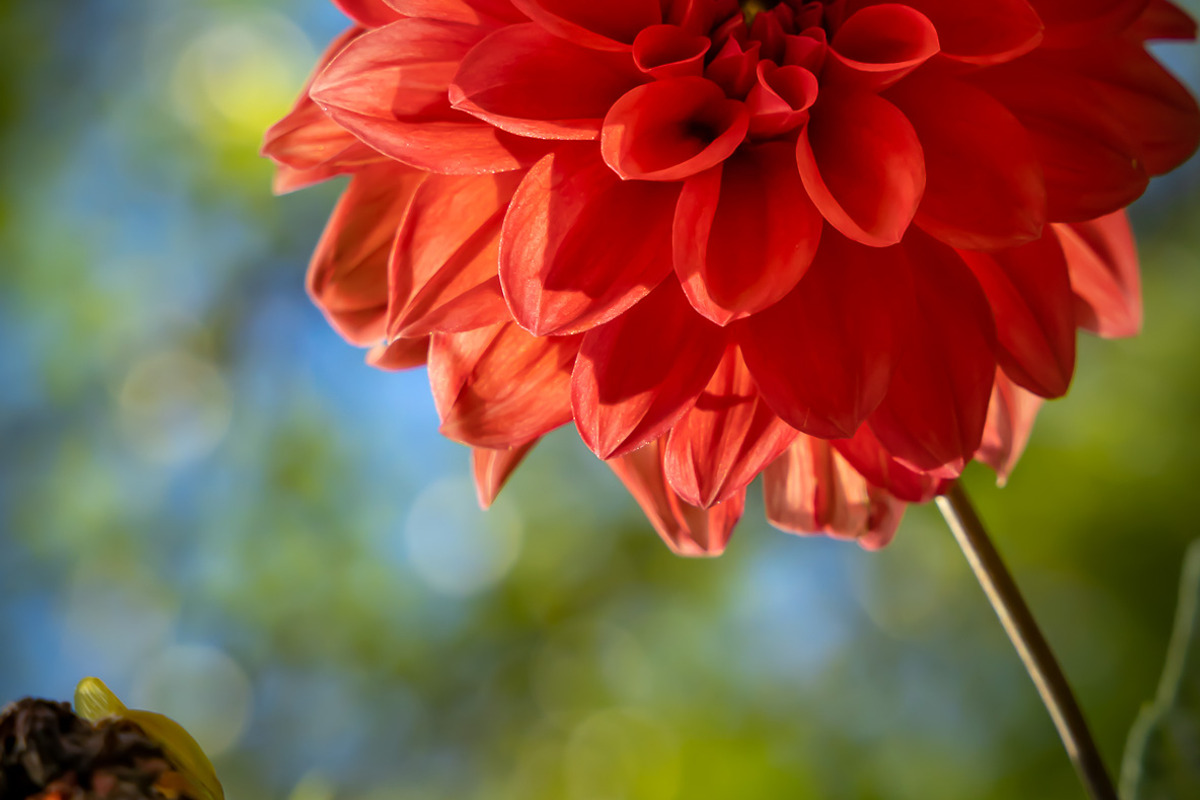 Flower & Garden Collection 15 photos, a Nature Photo by Silent Nature (Photo 1 of 14)