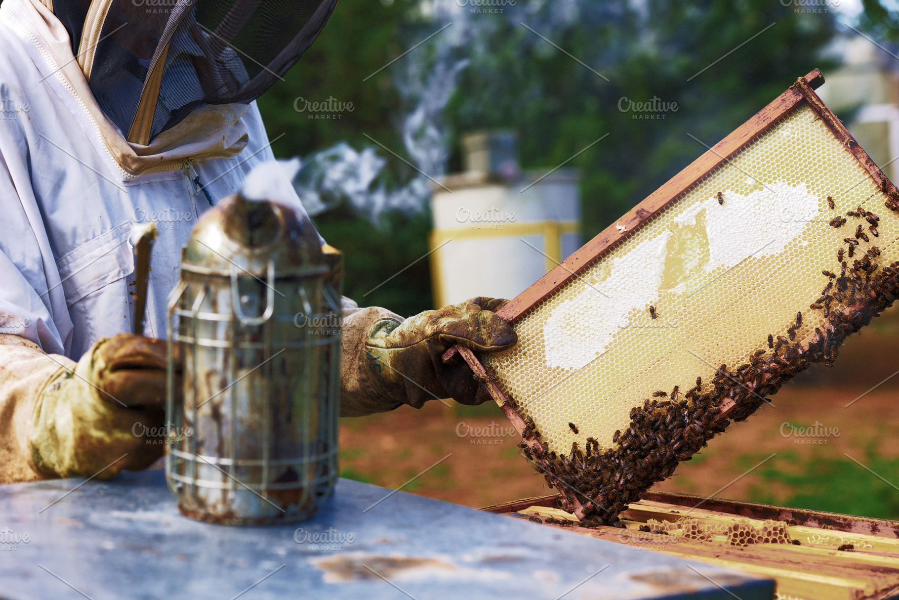Beekeeper inspecting a honeycomb in, an Industrial Photo by Perpis