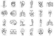 Antique Anatomy Overlays Set, an Illustration by Sublimation Artist (Thumbnail 2 of 6)