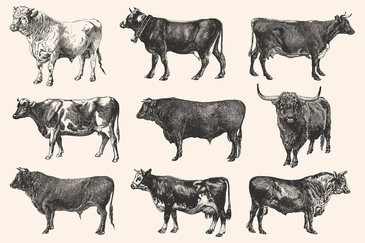 Cattle - Vintage Illustration Set, an Animal Illustration by Graphic Goods (Photo 8 of 9)