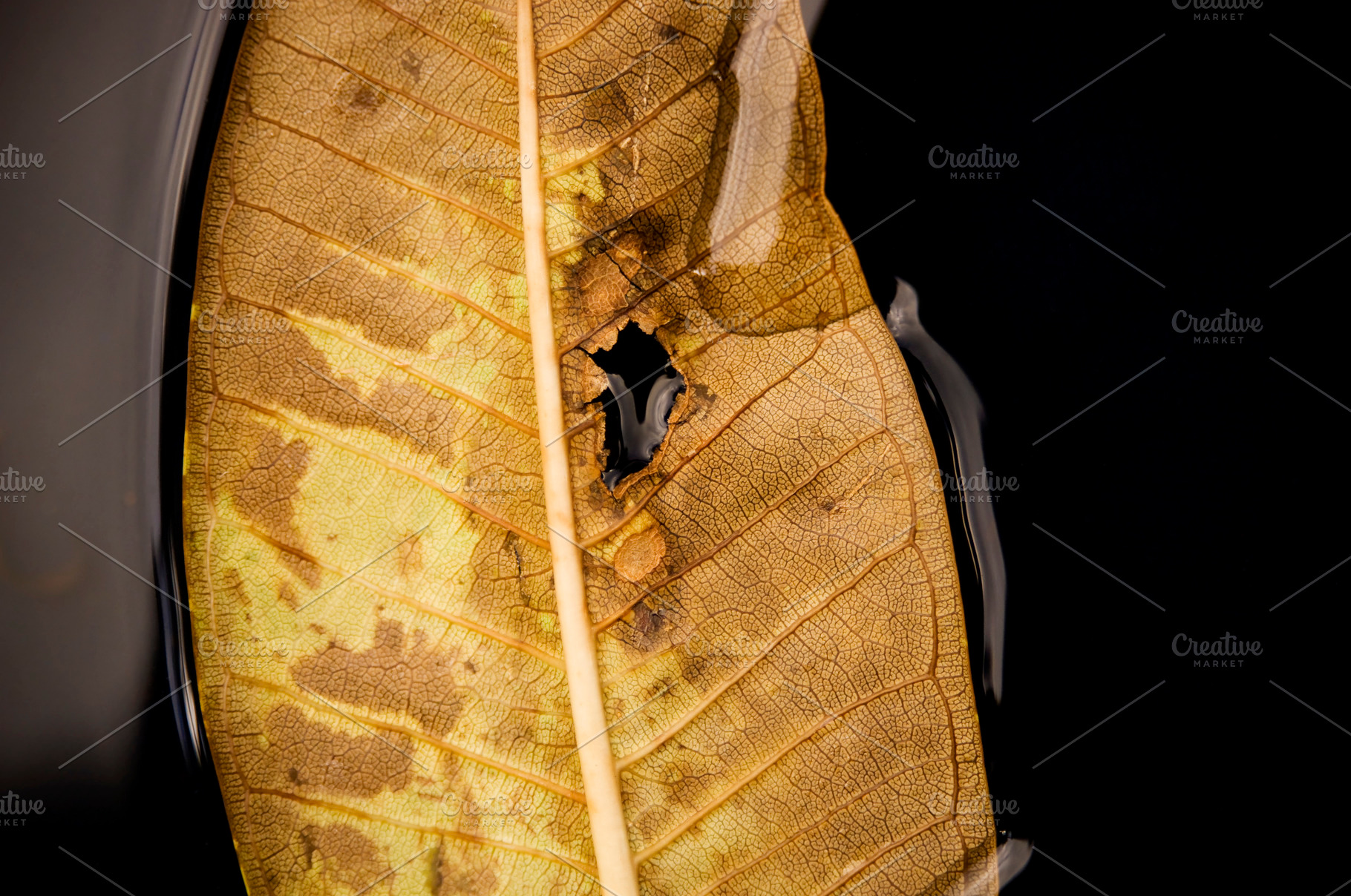 Autumn Leaf On Water, a Nature Photo by THP Creative