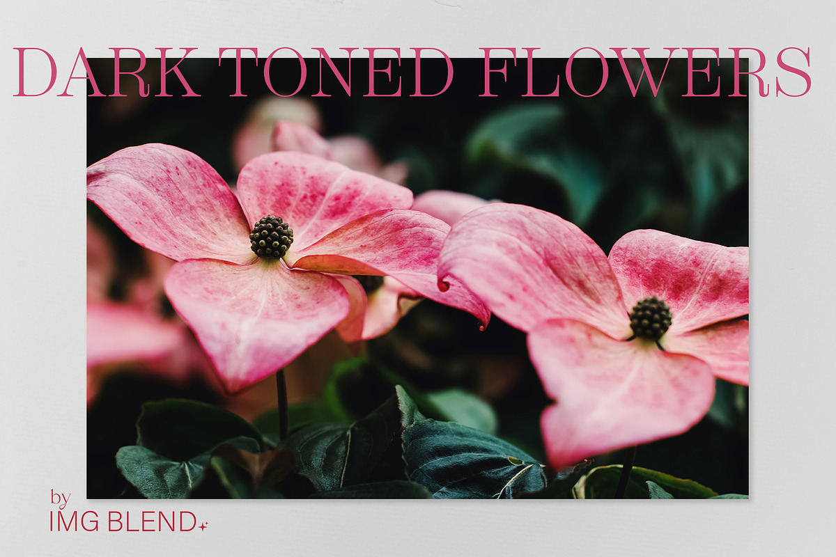 Dark toned flowers, stock photo set, a Photo by Imageblend (Photo 4 of 6)