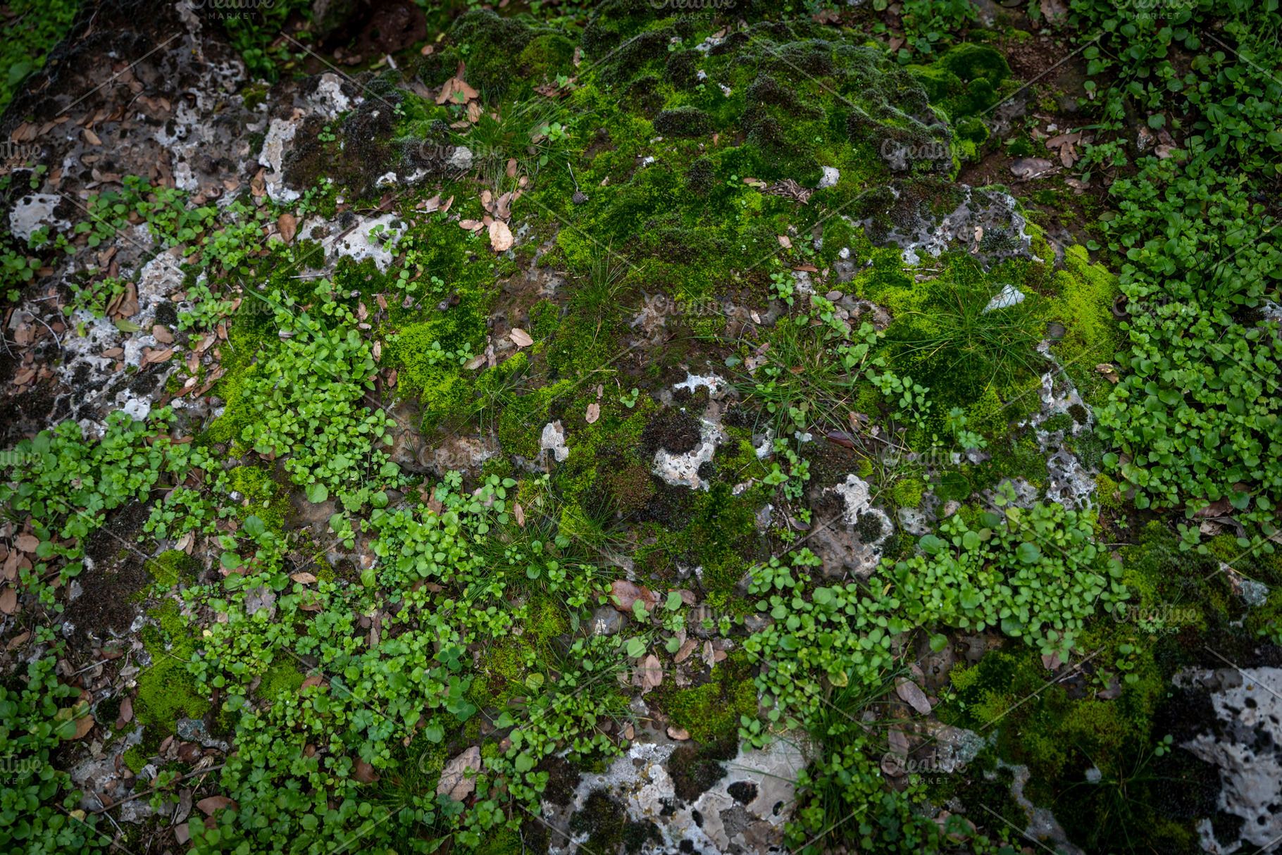 Top view of green moss and small pla, a Nature Photo by Imaginarium
