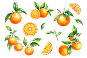 Orange Fruits In Watercolor Style, an Object Graphic by Black White Mouse Design (Thumbnail 1 of 3)