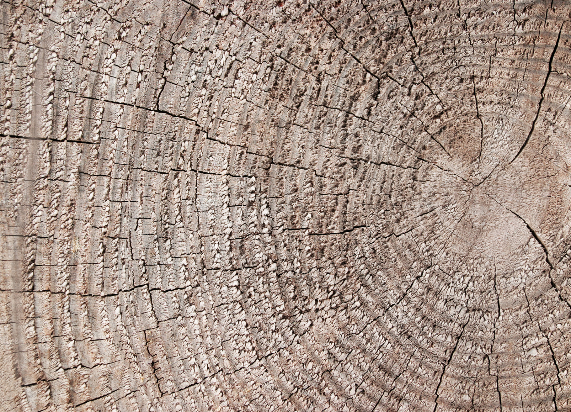Texture Cut of Tree, a Photo by saiko3p