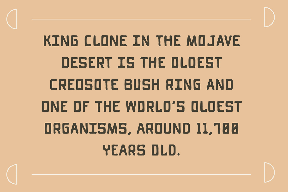 Creosote | Rugged Sans Serif Font, a Font by Amber Morgan (Photo 6 of 6)