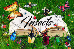 Insects