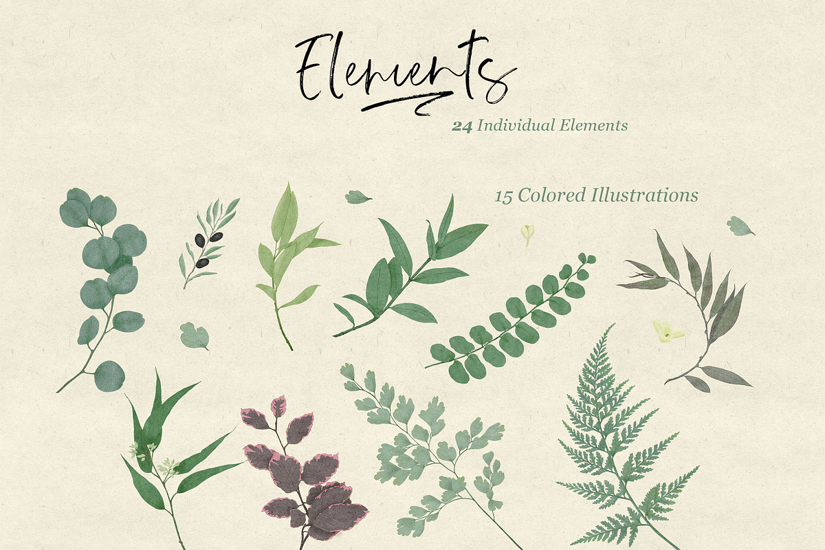 Ferns & Foliage Illustrations, an Illustration by Maggie Stilwell Design (Photo 7 of 10)