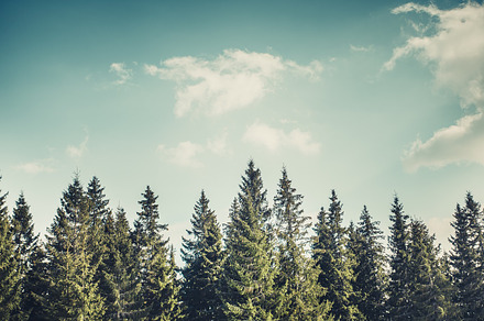 Pine tree forrest featuring pine, trees, and forest, a Nature Photo by Goinyk