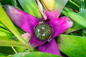 Close-up of vibrant pink and green bromeliad flower in tropical, a Nature Photo by GoodGoods