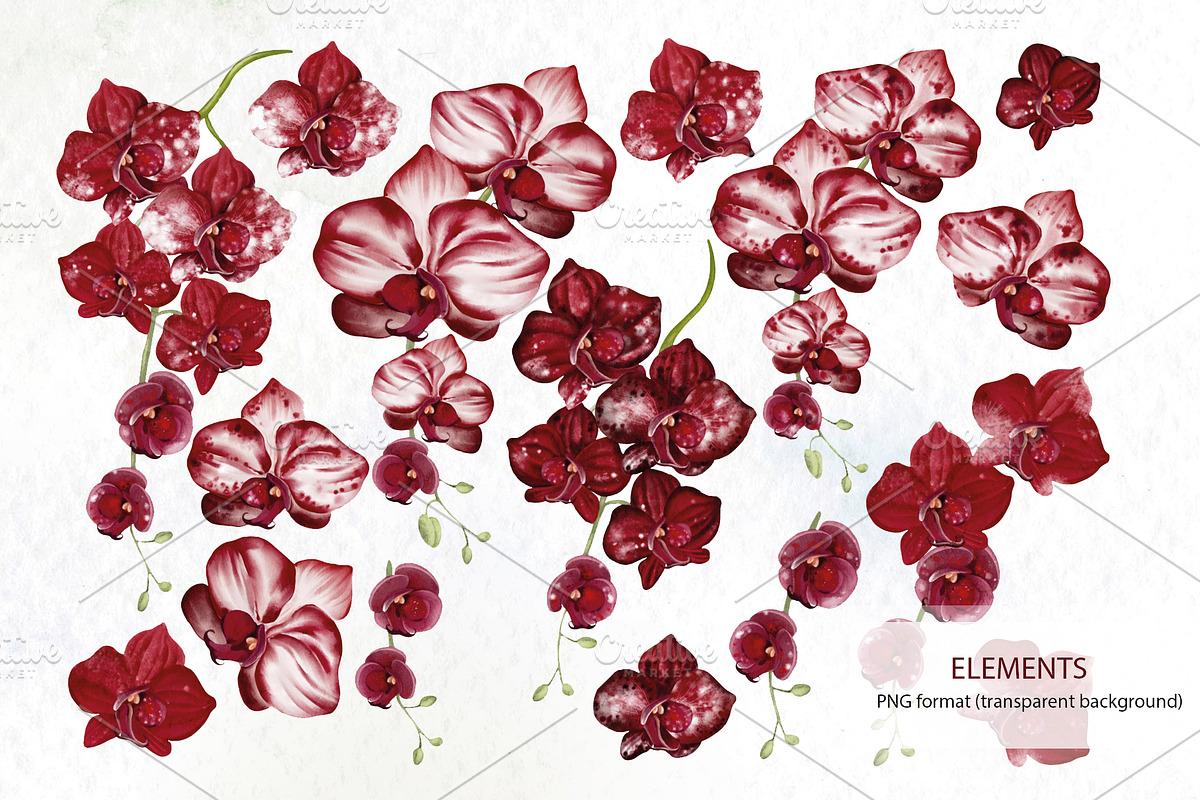 WATERCOLOR ORCHIDS, an Object Graphic by Knopazyzy (Photo 18 of 18)
