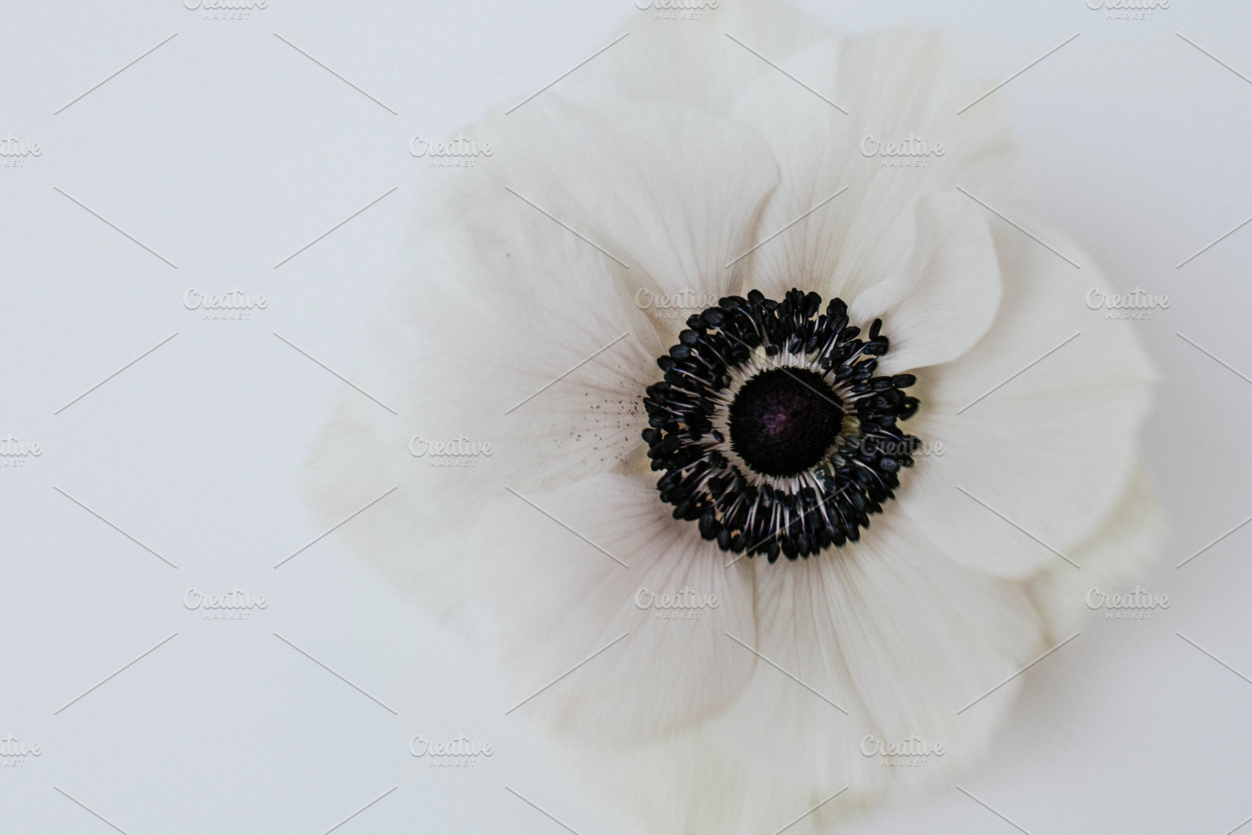 White Anemone, a Nature Photo by ashleyschulman