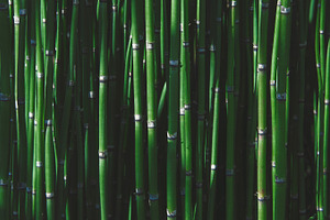 Bamboo featuring bamboo, green, and wall of bamboo