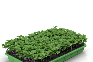 Seedlings Tray 2