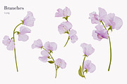 30% Off - Sweet Pea Watercolor, an Object Graphic by bloomscape (Thumbnail 3 of 13)