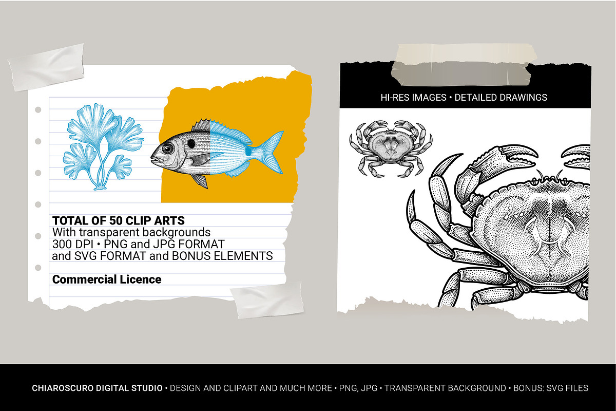 Mediterranean Sea Vector Clipart Set, an Animal Illustration by Pingebat (Photo 2 of 15)
