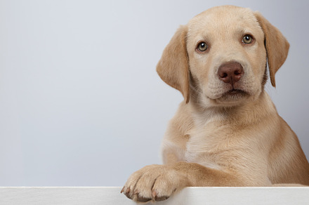 Healthy labrador puppy portrait