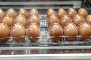 Fresh brown eggs in plastic box, a Food & Drink Photo by AlyaAnd