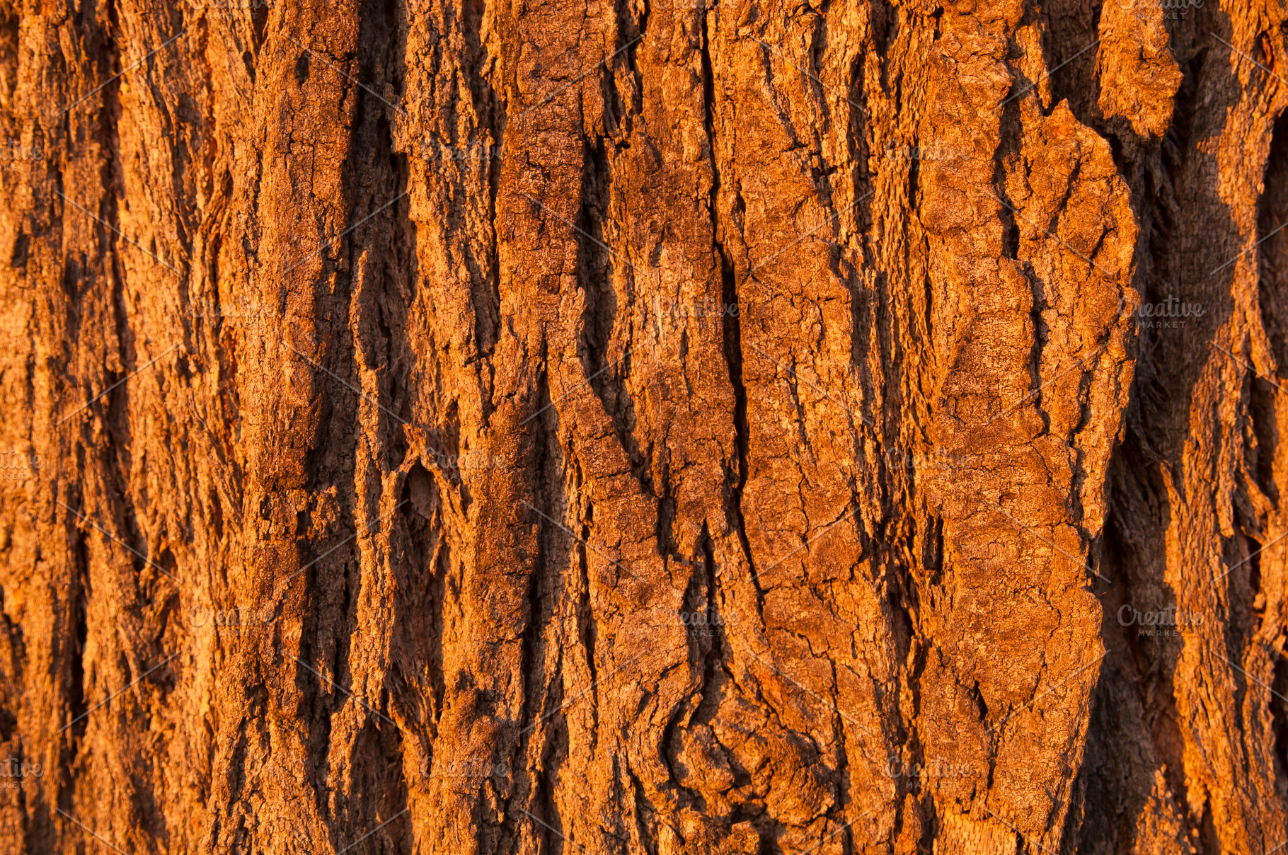 Tree Bark Background, a Background Photo by THP Creative