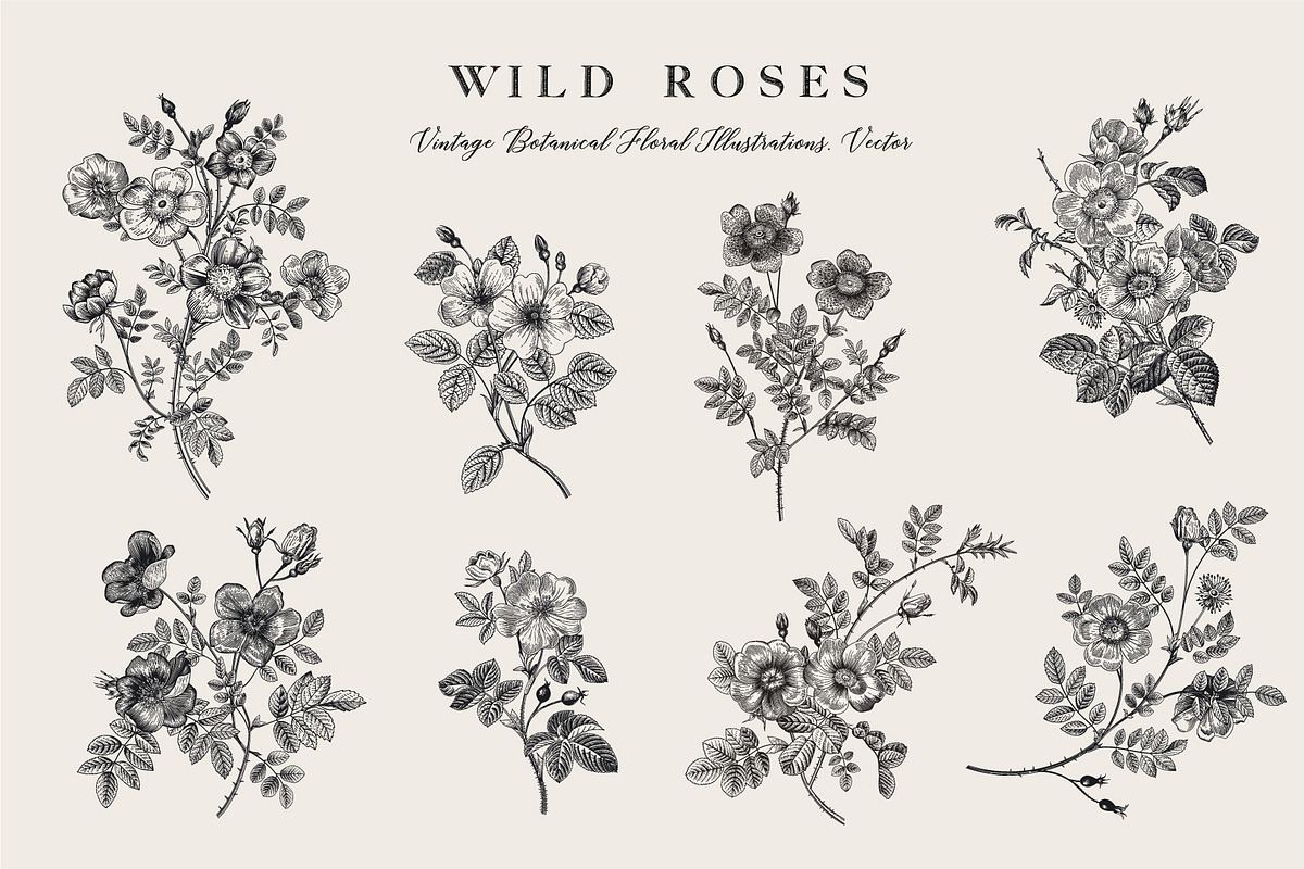 Wild Roses, a Decorative Illustration by olga.korneeva (Photo 18 of 24)