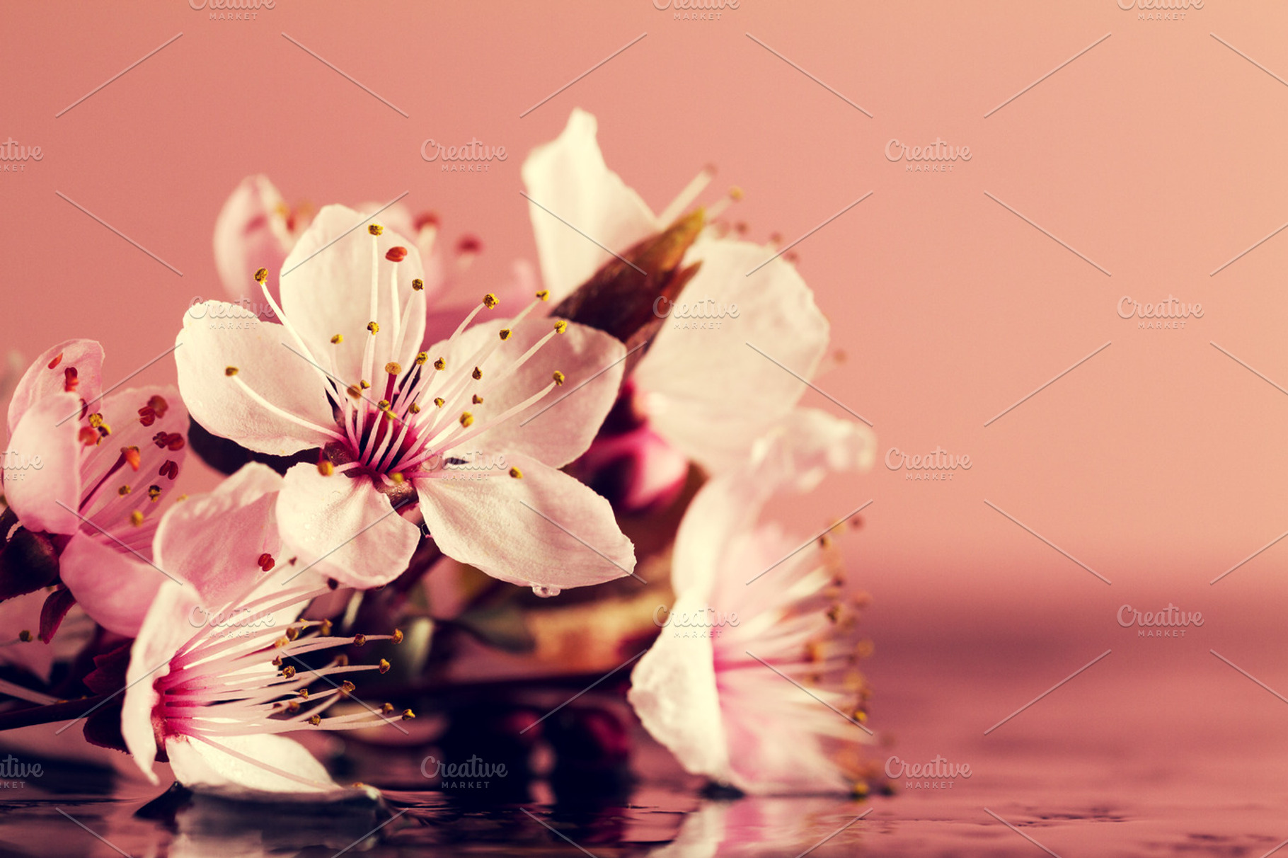 Beautiful background with flowers featuring flower, pink, and nature, a Nature Photo by Valeria Art