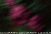 Drifting Blooms, a Background Graphic by Dina Mae (Thumbnail 6 of 12)