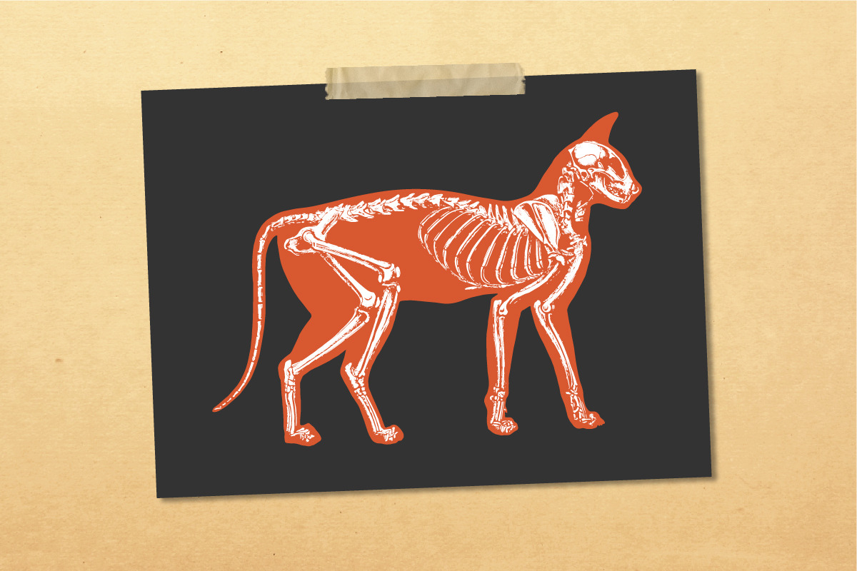 Vector Animal Skeletons Set, a Graphic by Catty Studio (Photo 6 of 6)
