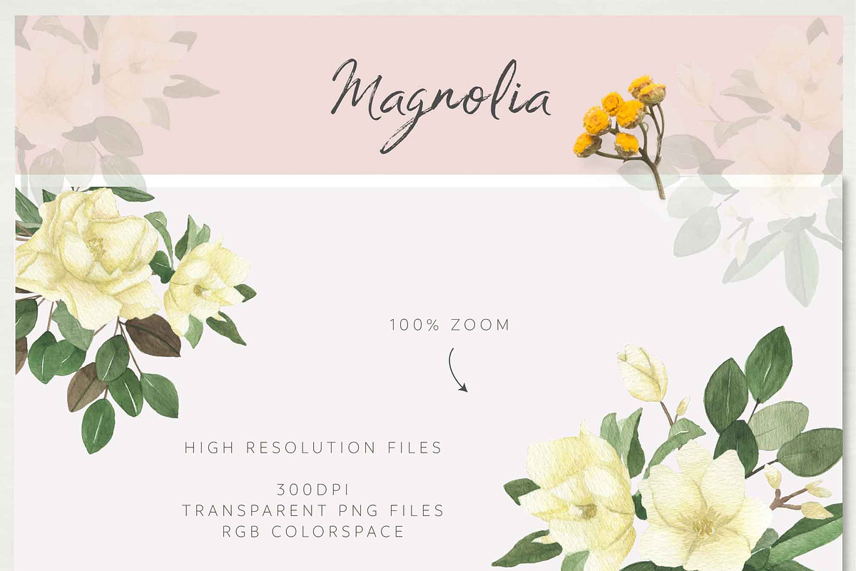 MAGNOLIA - Watercolor & Line Art, a Texture Illustration by Momo Studio (Photo 14 of 14)