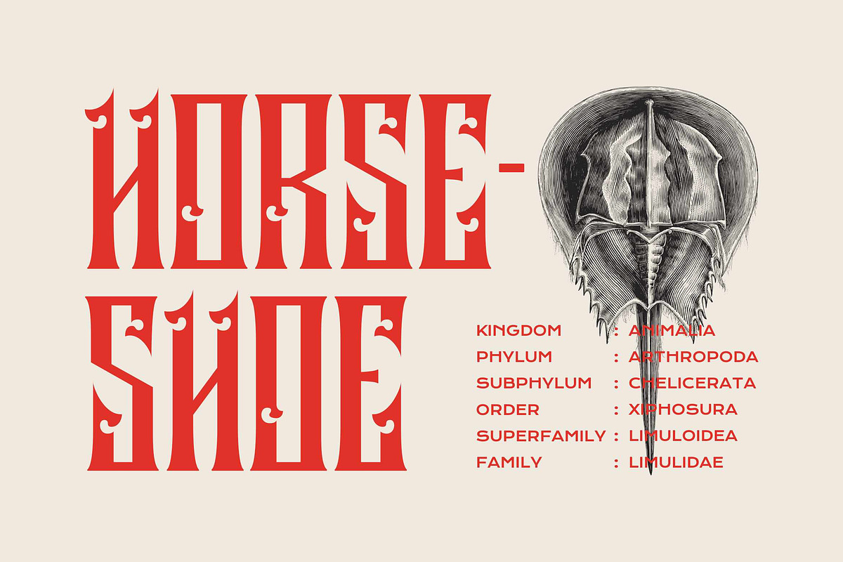 Liberok-Blackletter Display Font, a Blackletter Font by Fype Co. (Photo 3 of 6)