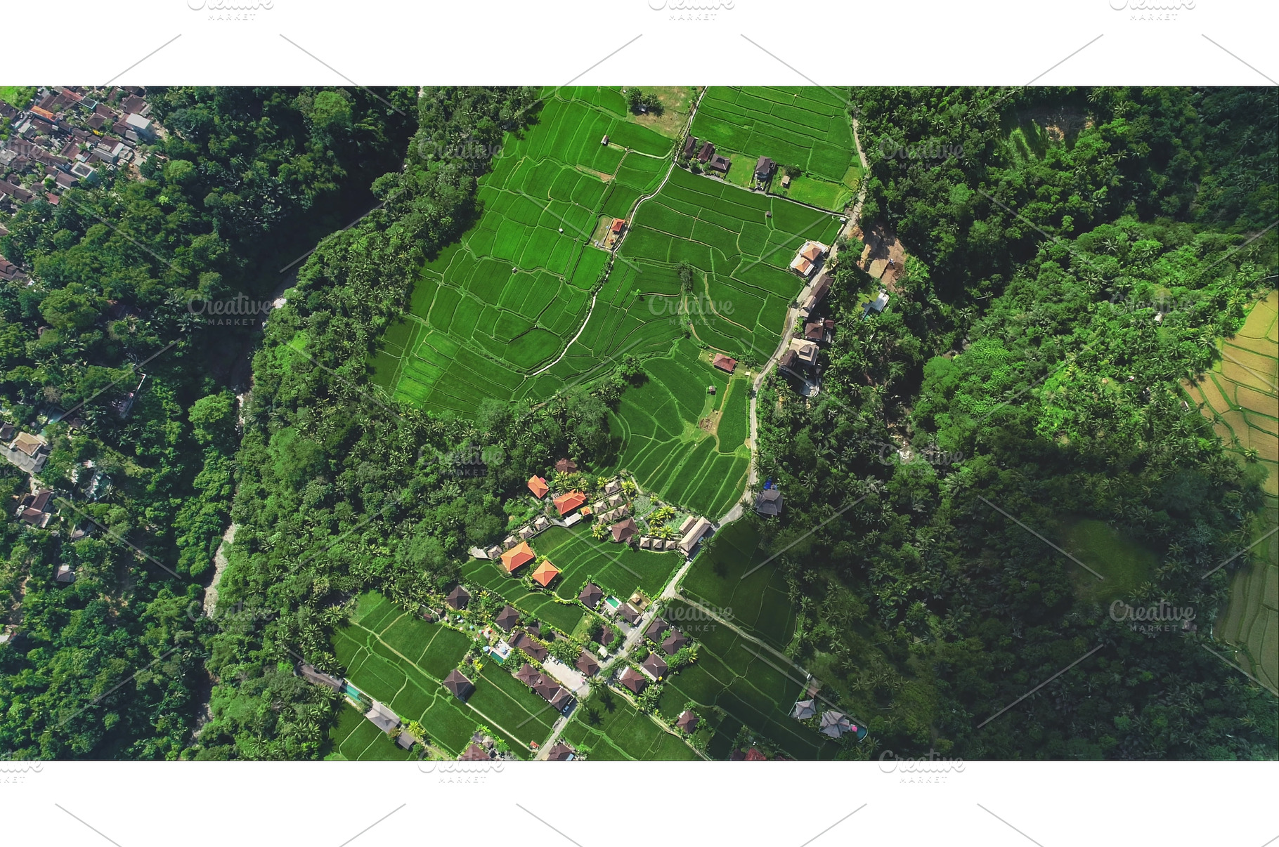 Lush green rice paddies and tropical, an Abstract Photo by Goinyk