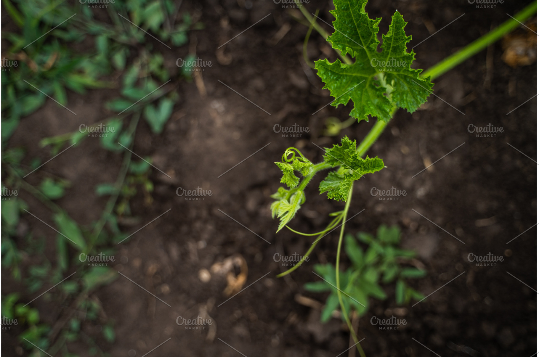 Pumpkin plant growing in fertile, a Nature Photo by volodymyrshtun13795