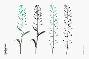 Herbarium: Set 1, a Decorative Illustration by Texture Fabrik (Thumbnail 16 of 19)