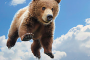 116 Flying animals, an Animal Photo by Handmadefont (Thumbnail 16 of 119)