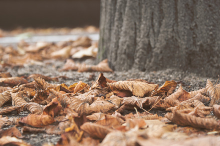 Autumn leaves featuring autumn, leaves, and gold