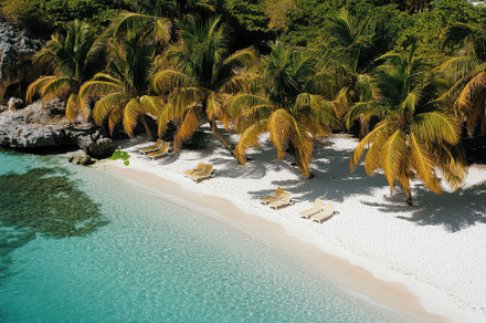Tropical Palm Tree on a Beach, a Nature Photo by Virgo Studio