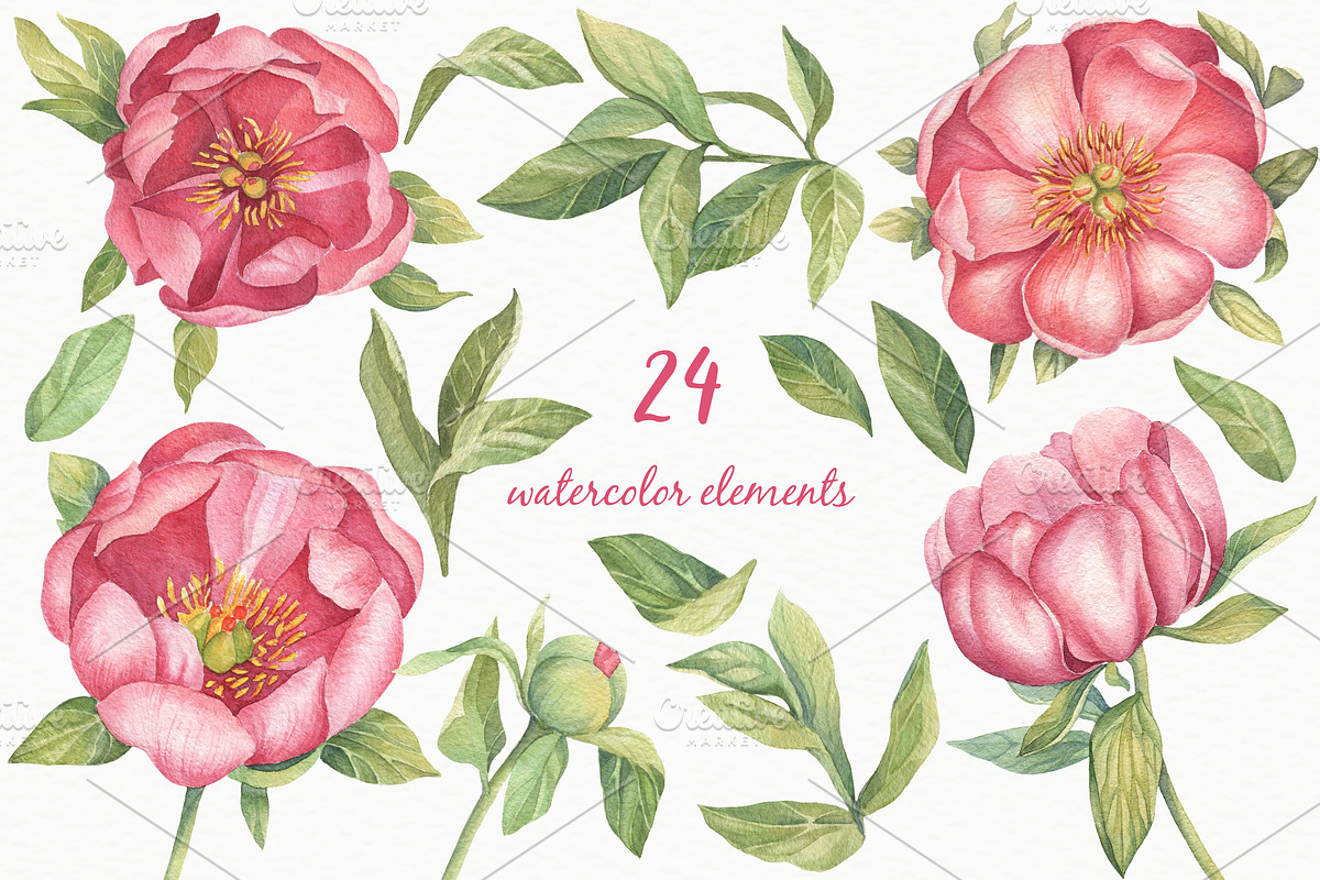 Pink Peonies - Watercolor Set, a Decorative Illustration by Irina Diasli (Photo 2 of 8)
