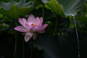 Pink Lotus Flowers Bundle, a Nature Photo by Corner Croft Mockups (Thumbnail 3 of 5)