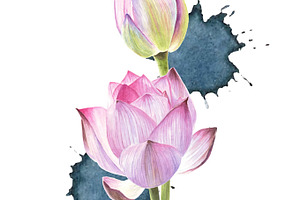 watercolour water lilies