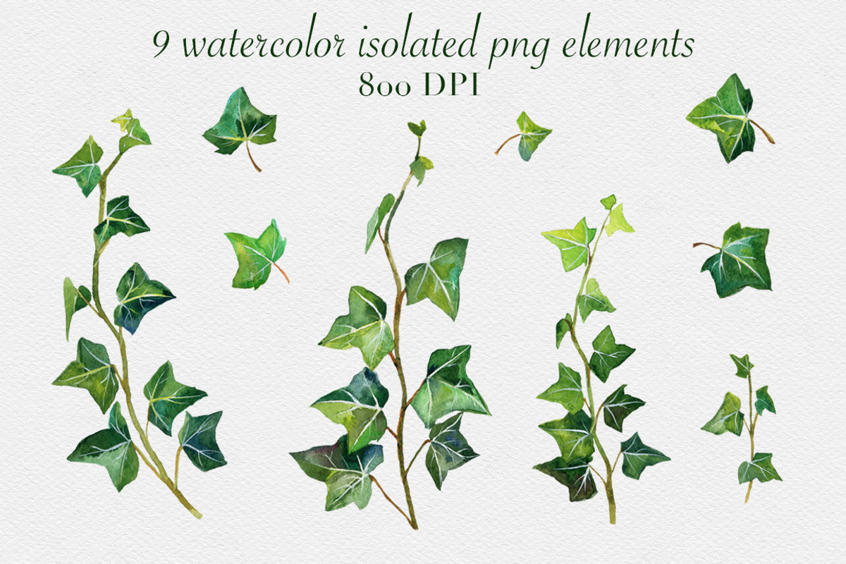 Watercolor ivy set, a Decorative Illustration by mArtstore (Photo 2 of 7)