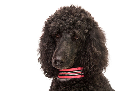 Portrait of black poodle dog with co stock photo containing dog and poodle